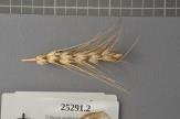Click for 1 image(s) for this accession. Spike